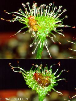 A sundew catches a fly