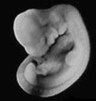 [Figure2.4.1 (cat embryo)]