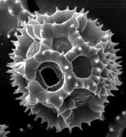 [Figure2.1.2 (vestigial dandelion pollen)]