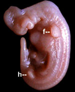 [Figure2.4.2 (dolphin embryo)]