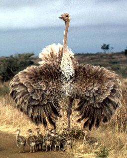 [Figure2.1.1 (ostrich with wings extended)]