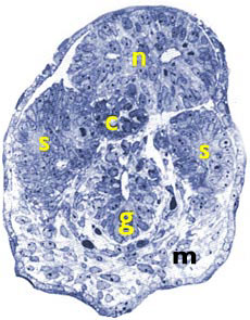 [Figure2.4.3 (histological cross-section human of human embryonic tail at Carnegie stage 14)]