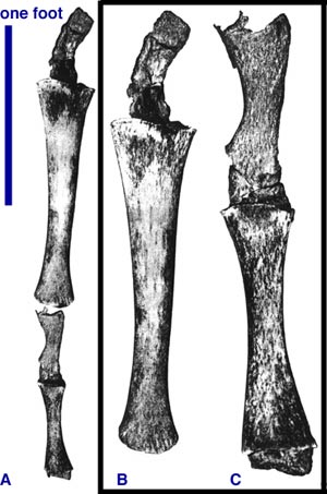[Figure2.2.1 (atavistic whale leg)]